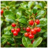 Ingredients of FemiCore and Their Benefits